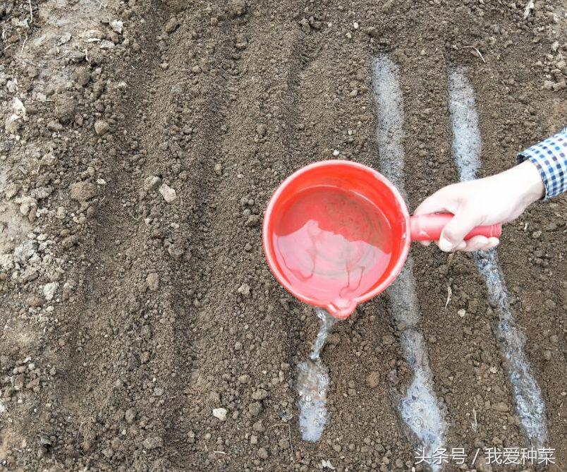 种菜的种植方法和技术,叶菜怎么种植最好