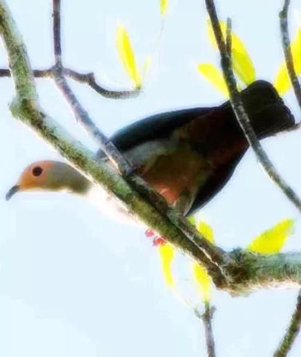 怎么能快速调理赛鸽,赛鸽如何调理能飞出好成绩