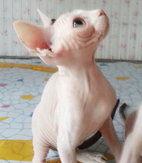 加拿大斯芬克斯无毛猫拿斧头,斯芬克斯猫被人们称为短脚猫