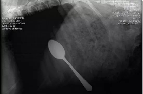 狗狗吞食异物症状,狗狗不小心吞下了异物该怎么解决