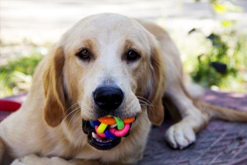 狗狗吞食异物做手术需要多少钱,狗狗不小心吞食了异物怎么办