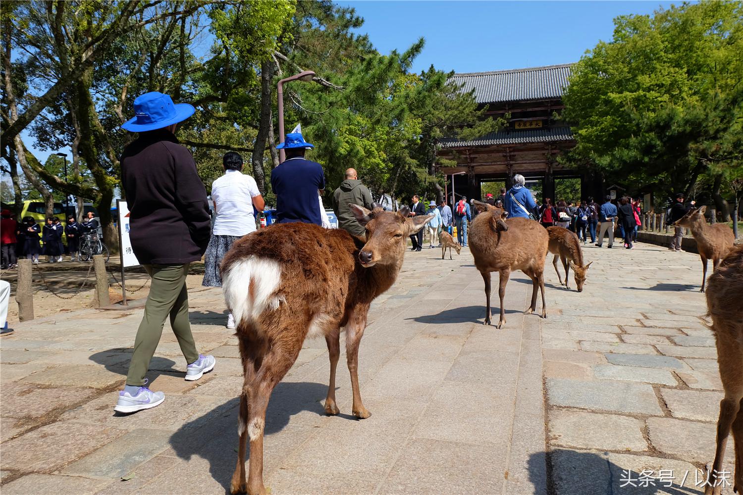 奈良公园喂小鹿视频,日本奈良公园喂小鹿