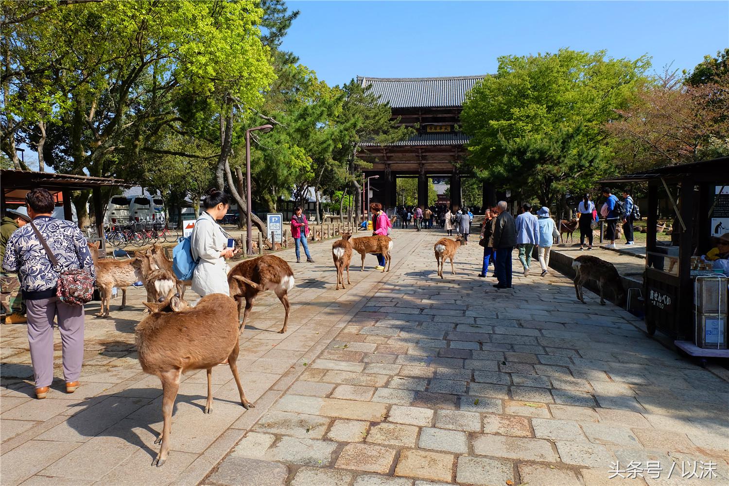 奈良喂小鹿完整版,日本奈良小鹿喂食