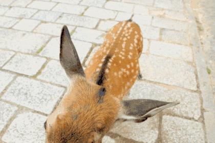 奈良公园喂小鹿视频,日本奈良公园喂小鹿