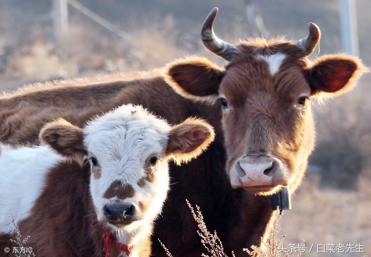 十二生肖之猴与鸡相配吗,十二生肖相配的姻缘表图