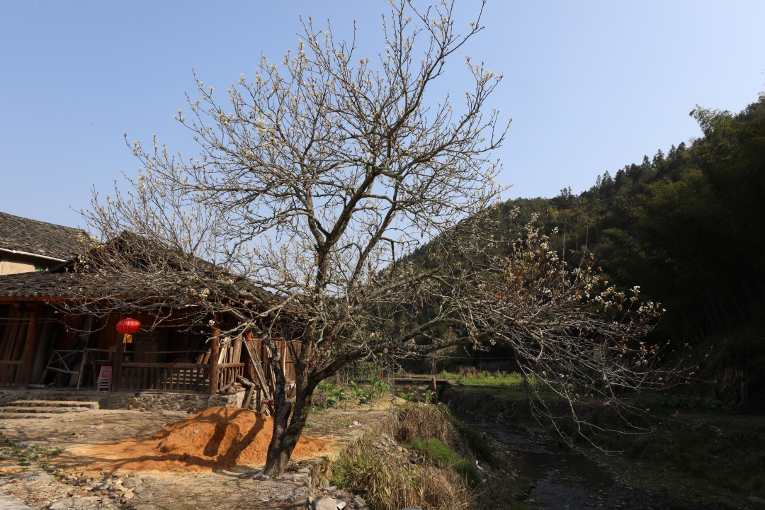 福建永定土楼之旅,去福建土楼看什么