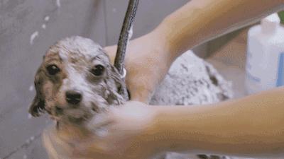 为什么狗狗害怕宠物店,为什么狗狗到了宠物店这么老实了