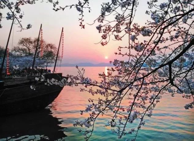 最美樱花季，国内外赏樱攻略在此！好看，好吃，好买！