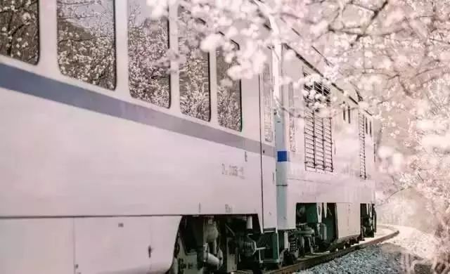 最美樱花季，国内外赏樱攻略在此！好看，好吃，好买！