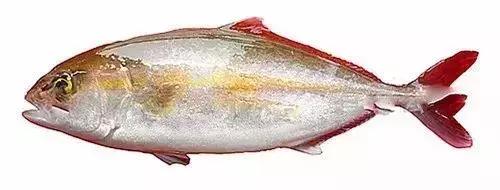 高档海鲜鱼类大全,常见的45种海鲜大全图解