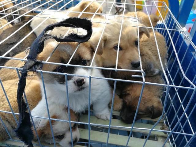 集市上的幼狗，有的眼神充满期待，有的眼神很胆怯，看为啥