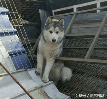 男子晒成年哈士奇，问值多少钱，网友：能蠢成这样的一般都贵...