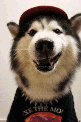 500元一只哈士奇没人要，农民工说了这句话后被路人疯抢