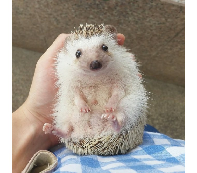 刺猬刚到新家怎么照顾,小刺猬保护自己的方法