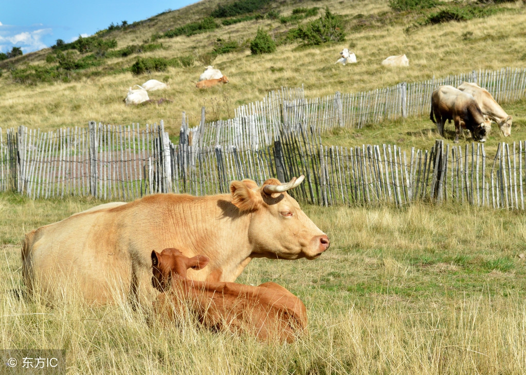 母牛流产常见的7种原因!母牛常见细菌性流产及防治办法!