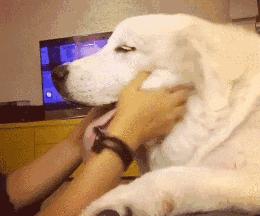 家里的萌宠,家里的萌宠长大后会变成什么样子