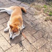 家里的萌宠,家里的萌宠长大后会变成什么样子