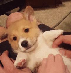 家里的萌宠,家里的萌宠长大后会变成什么样子