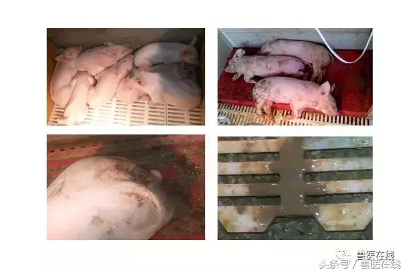 猪流行性腹泻的最佳治疗方法,猪流行性腹泻病毒存活多长时间