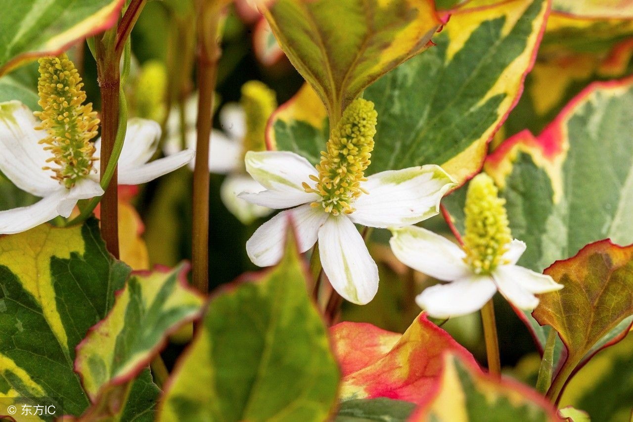 农村这种草毫不起眼,农村这种不起眼的植物