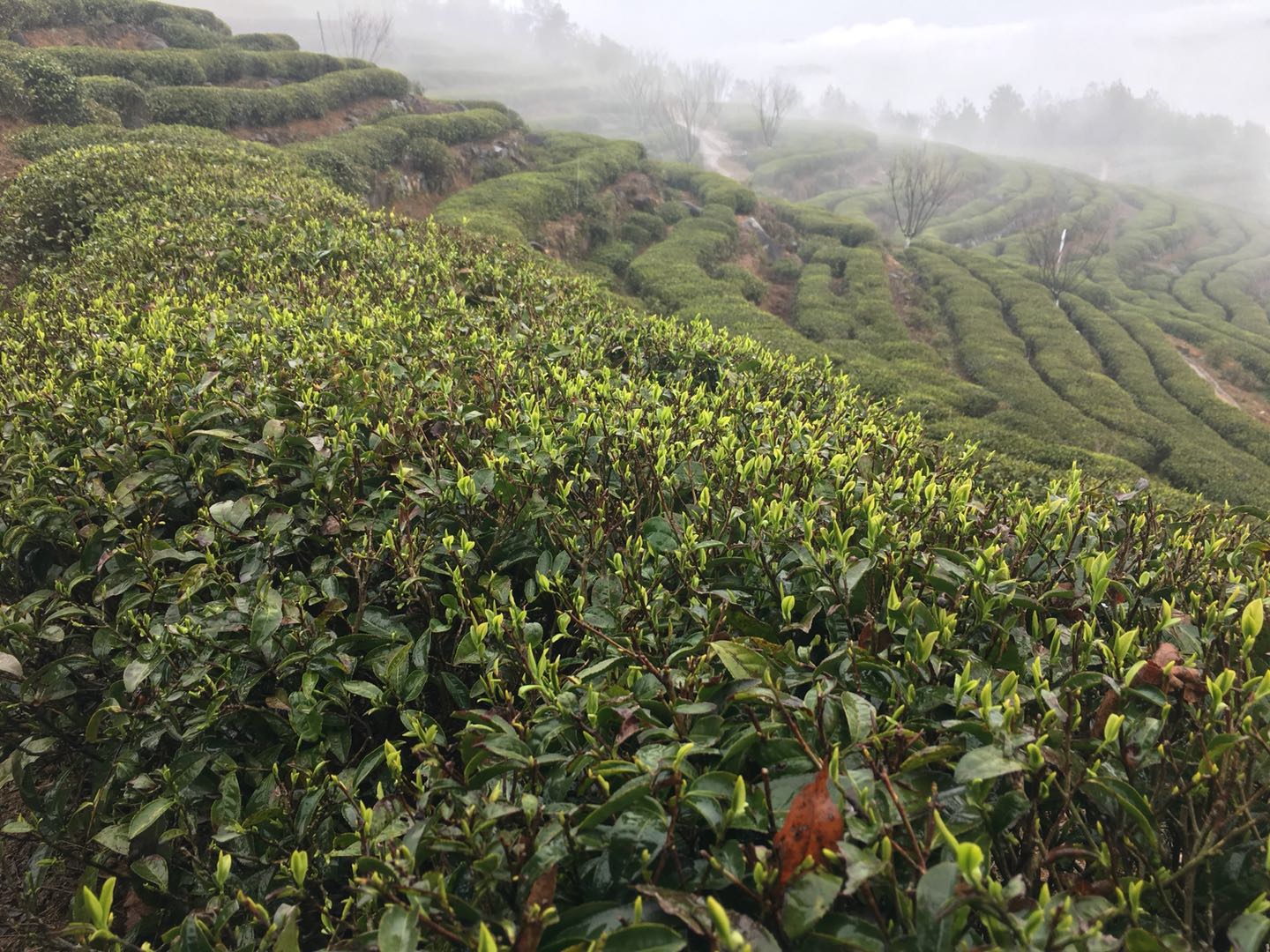 福建福鼎最美茶园,福鼎有什么美景