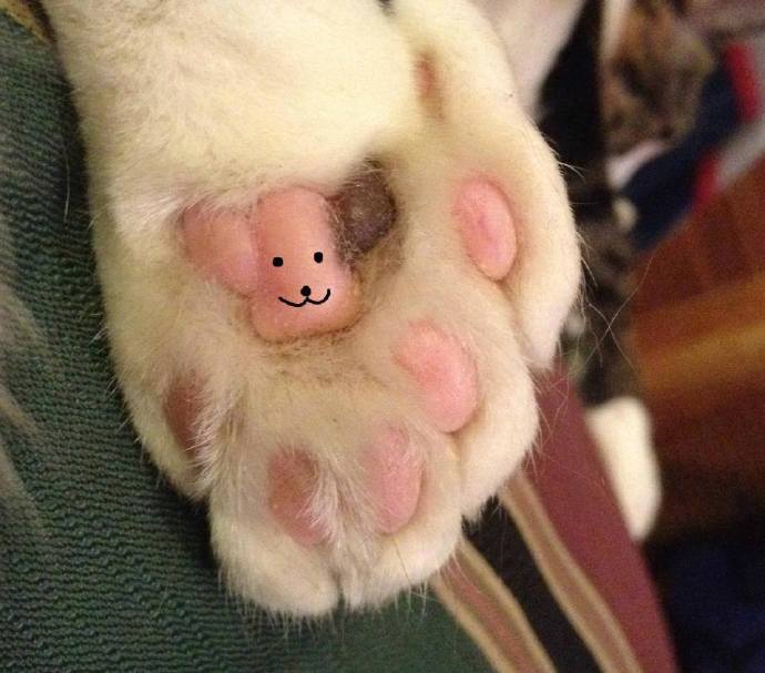 喵喵粉嫩的肉垫上被封印了一只小熊哟！好可爱的纹爪！