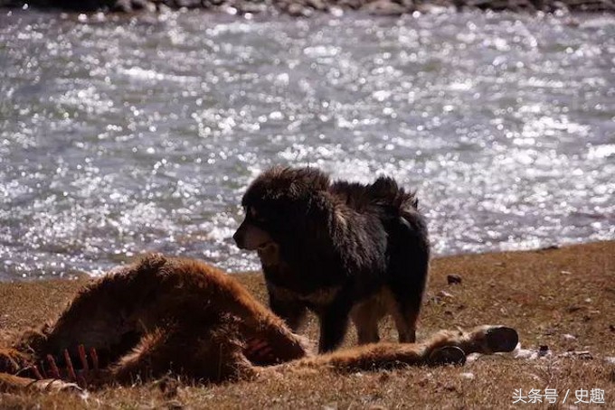 成吉思汗犬出征视频,成吉思汗猛犬军团