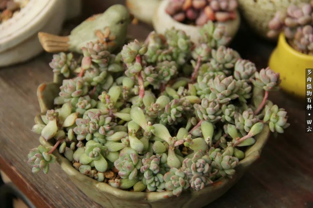 养多肉的精致生活,养多肉的乐趣在于没事瞎折腾