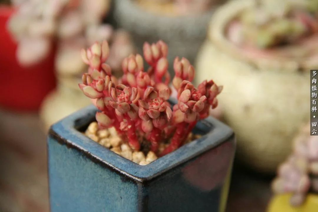 养多肉的精致生活,养多肉的乐趣在于没事瞎折腾