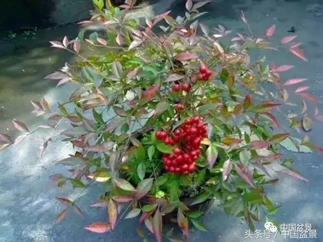 南天竹盆景鉴赏,南天竹盆景能放室内吗