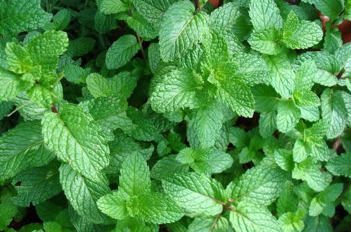 薄荷的养殖方法和注意事项图片,薄荷养殖方法和注意事项