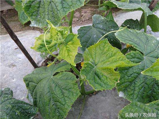 为什么刚出苗的黄瓜苗发黄,给黄瓜苗喷了醋后发黄怎么办