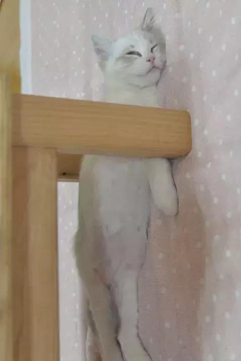 猫没毛多长时间能长出来,猫咪14个月毛量少怎么办