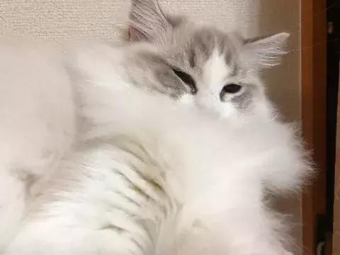 猫没毛多长时间能长出来,猫咪14个月毛量少怎么办