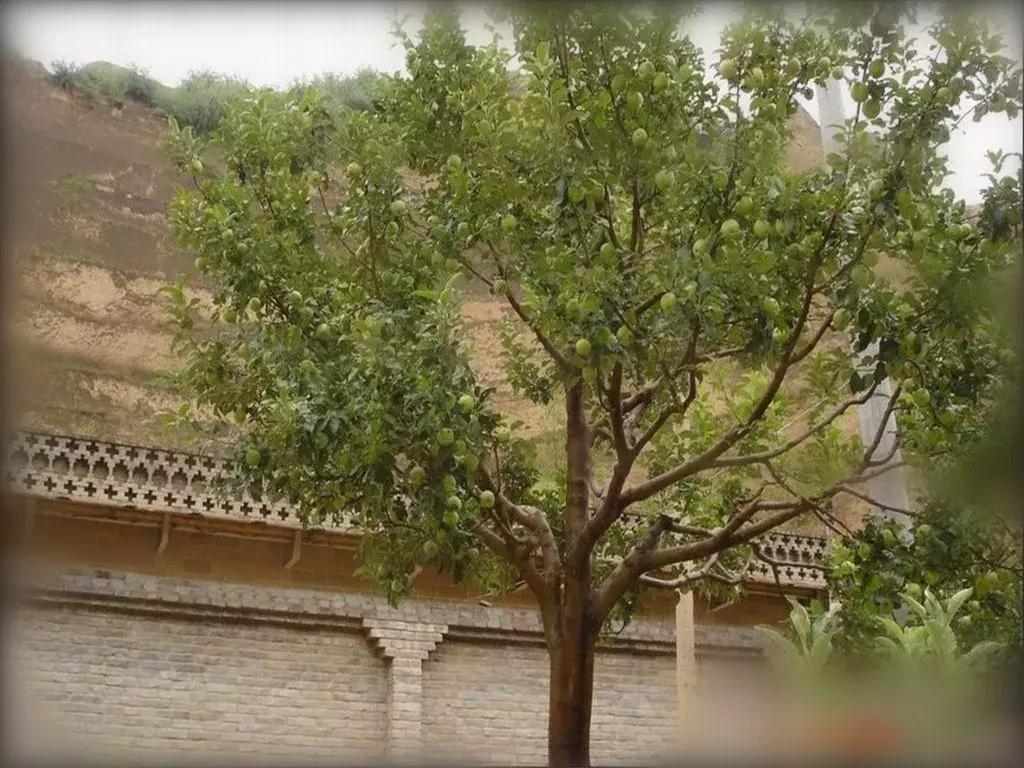 两棵枣树的小说,两颗枣树鲁迅朗读