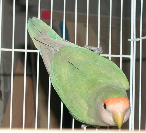 面类牡丹鹦鹉配对基因对照表,牡丹鹦鹉面类详细分类