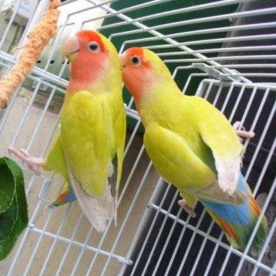 面类牡丹鹦鹉配对基因对照表,牡丹鹦鹉面类详细分类