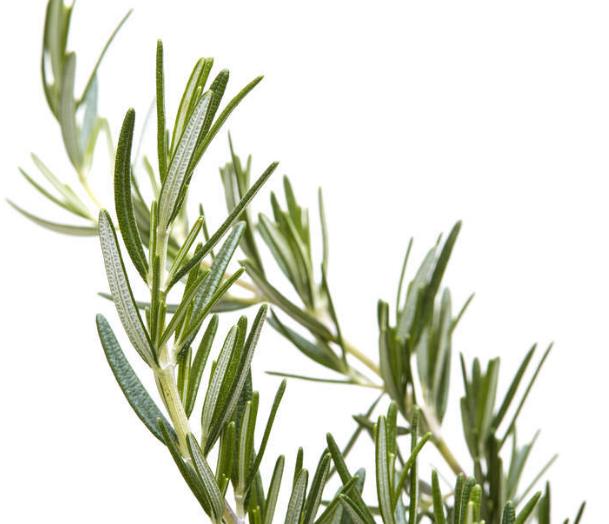 盘点10种世界上著名的带香味的草本植物