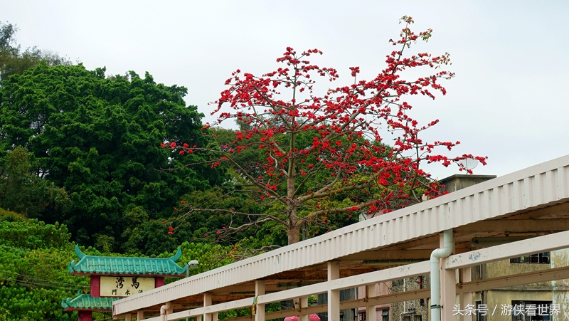 一岛三桥：宁静迷人的香港马湾岛眺望汀九青马汲水门大桥
