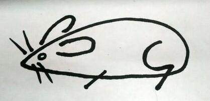 宠物小精灵简笔画咚咚鼠,朝花夕拾狗猫鼠图片简笔画