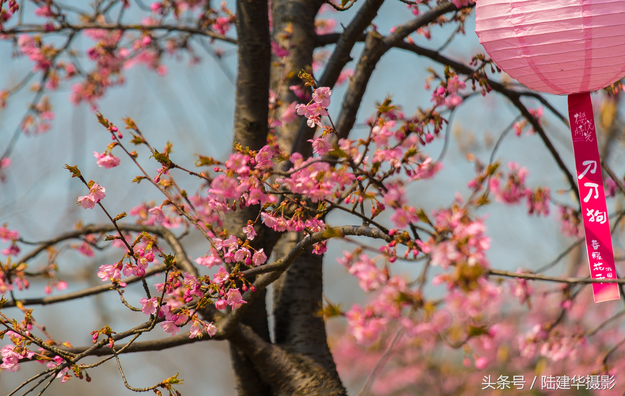 太湖赏樱花鼋头渚旅行攻略,太湖鼋头渚风景区看樱花旅游攻略