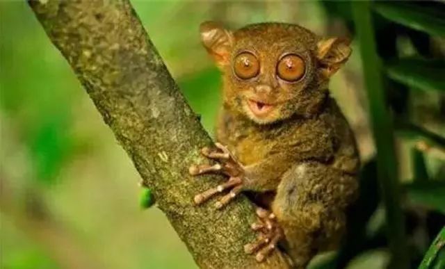 宿雾旅游游记,宿雾在菲律宾哪里