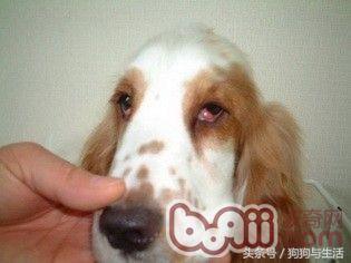 狗狗得了犬第三眼睑增生的症状及诊治
