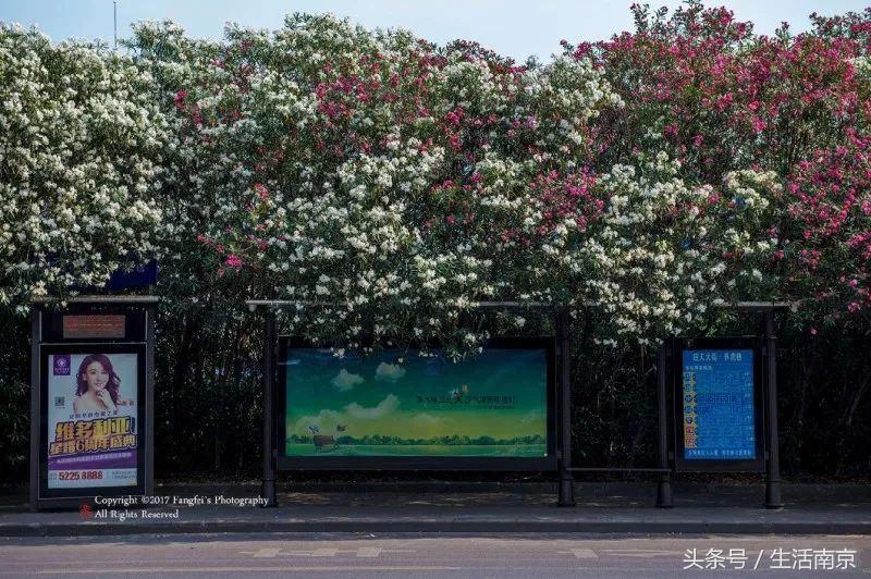 春天南京有哪些美景的地方,南京春天最值得去的地方