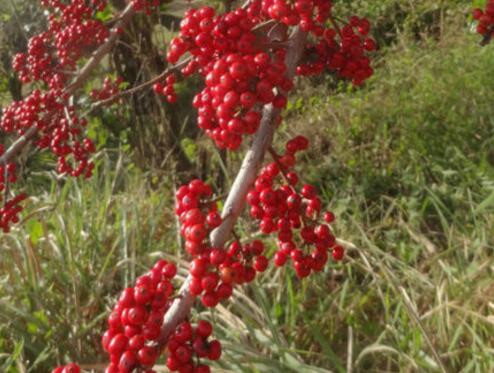 红果冬青10公分要生长多少年,红果冬青小苗价格及图片