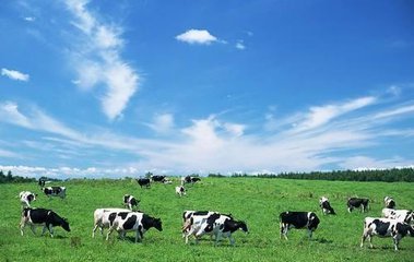 澳洲a2新款奶粉,澳洲牛奶a2官网