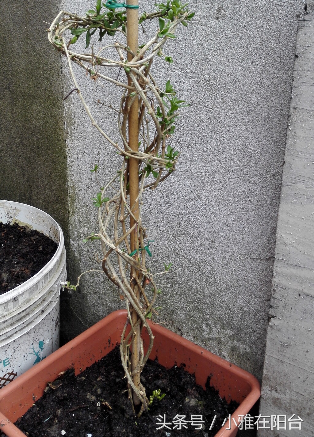 野生枸杞插枝种植方法,春天枸杞盆栽