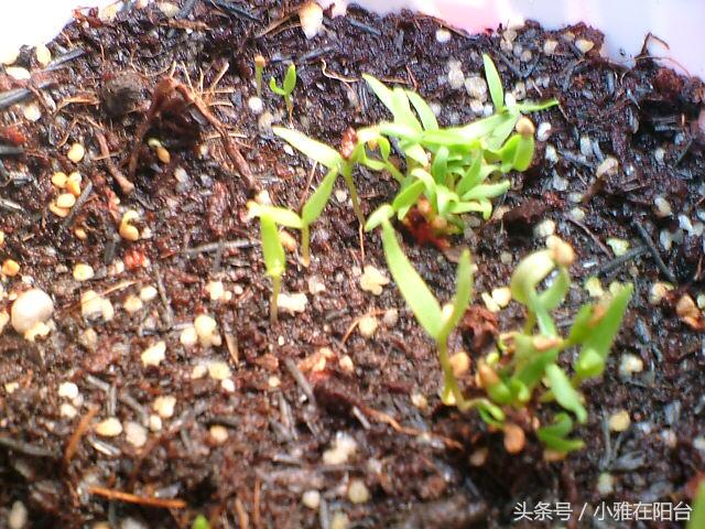 枸杞盆栽的正确栽培方法,枸杞几月插枝能活