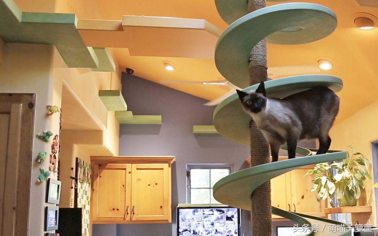 家里的猫太胖了,家里猫太皮怎么办