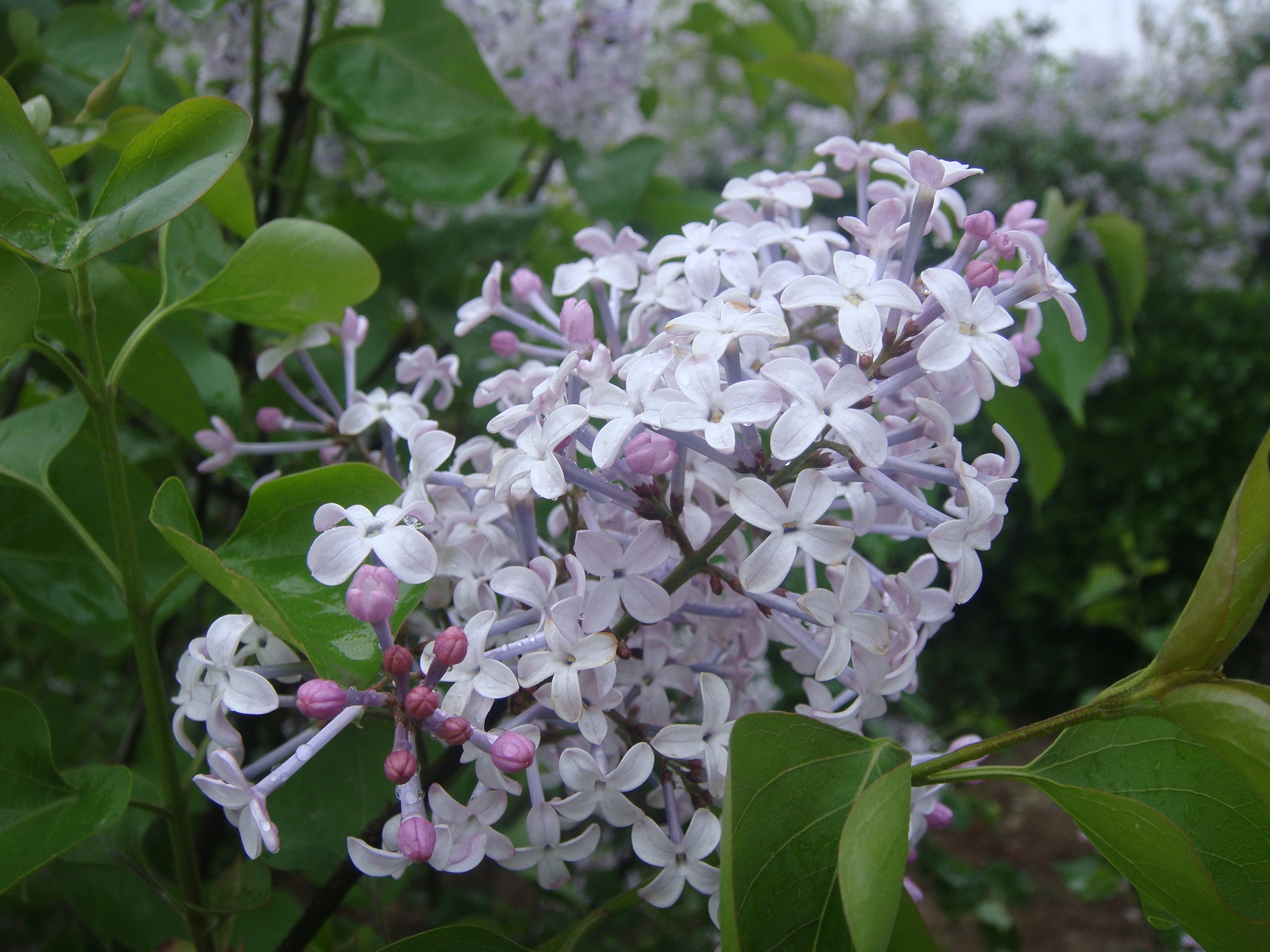 淋雨的感觉真的很好,淋雨的感觉幽默说说